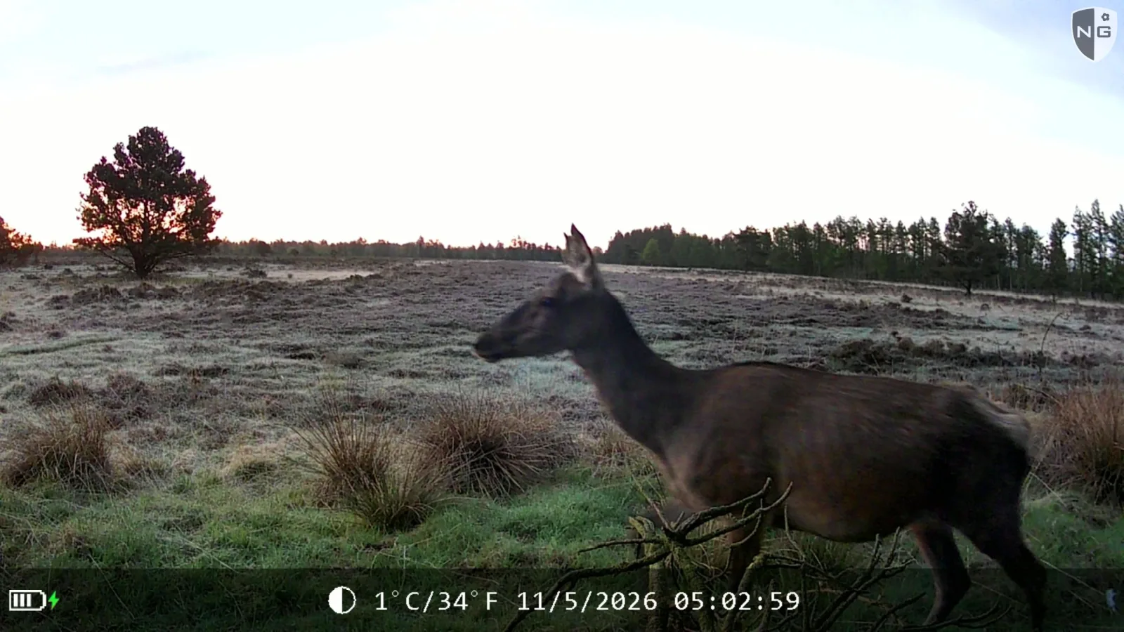 Red deer at dawn, identified by Animal Detect
