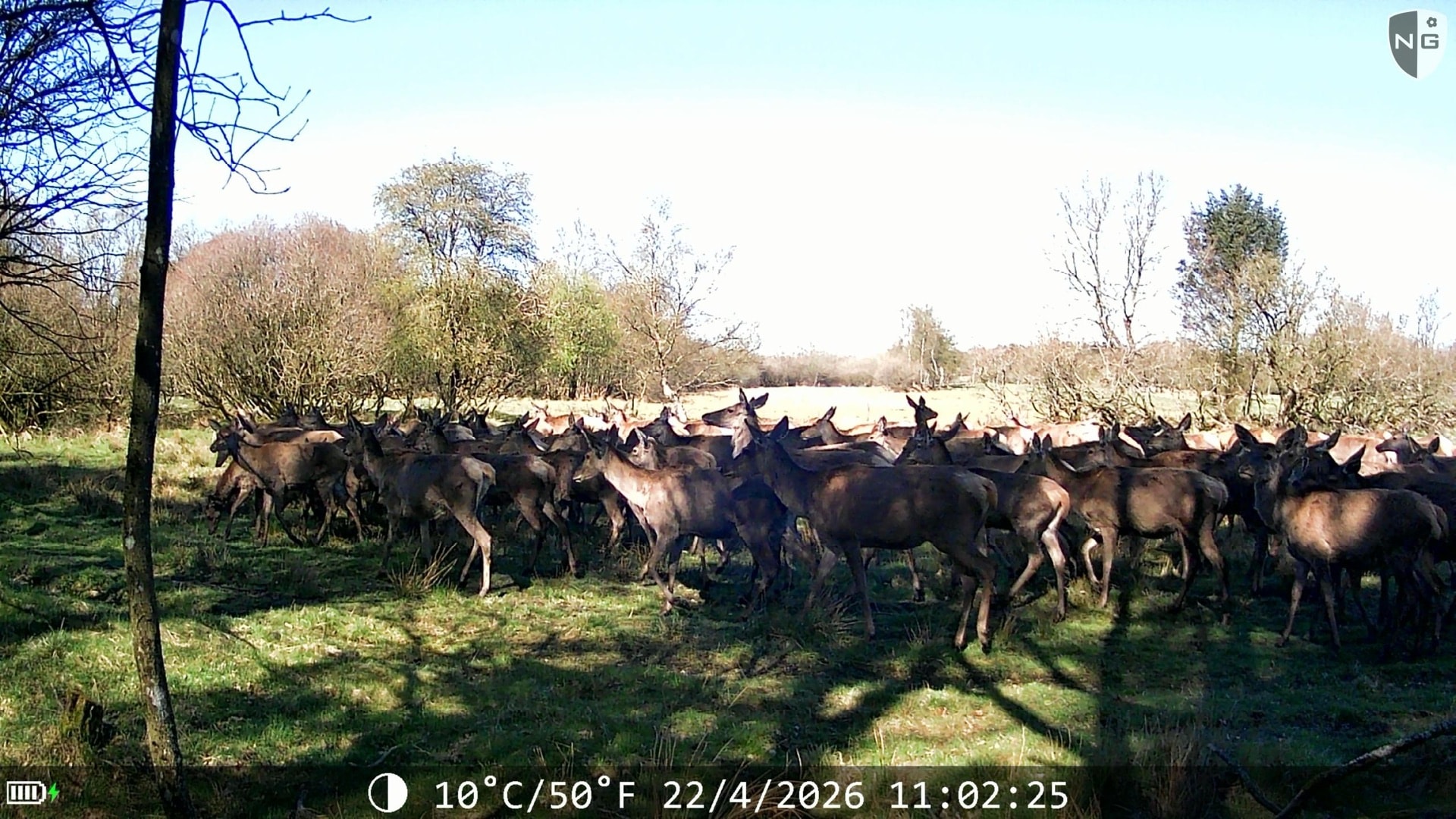 Red deer detection thumbnail
