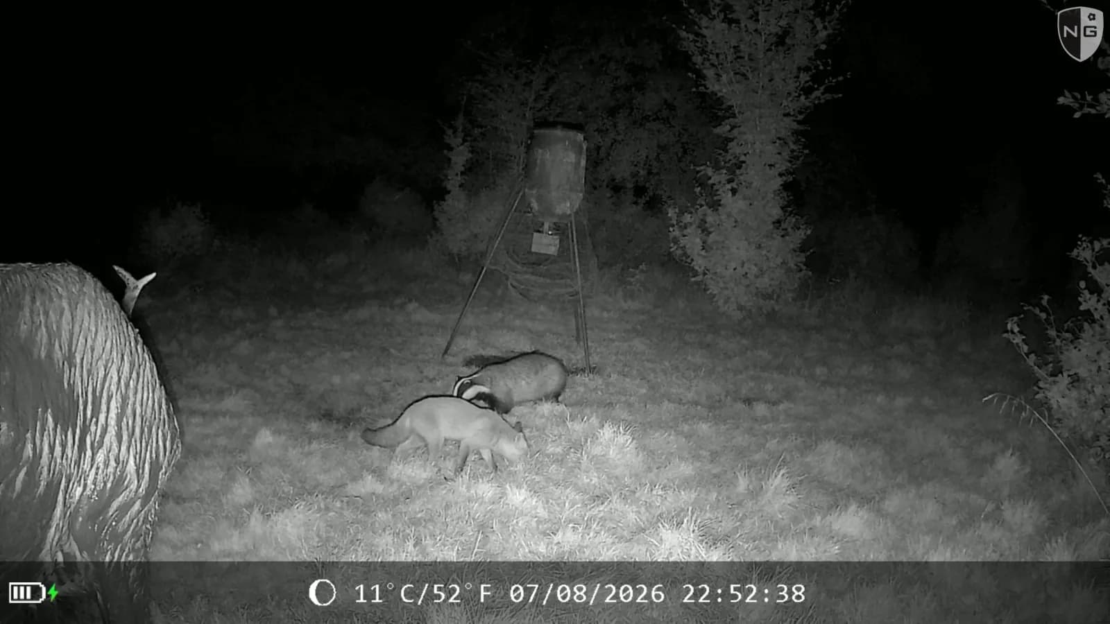 Night capture at a feeder with a red deer, a eurasian badger and a red fox, each identified by Animal Detect