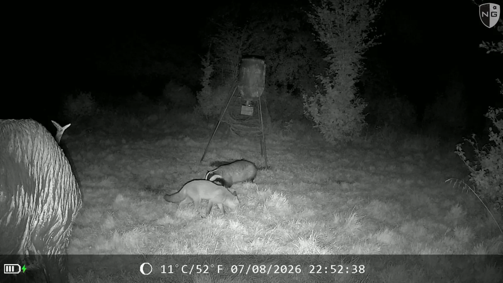 Night capture at a feeder with a red deer, a eurasian badger and a red fox, each identified by Animal Detect