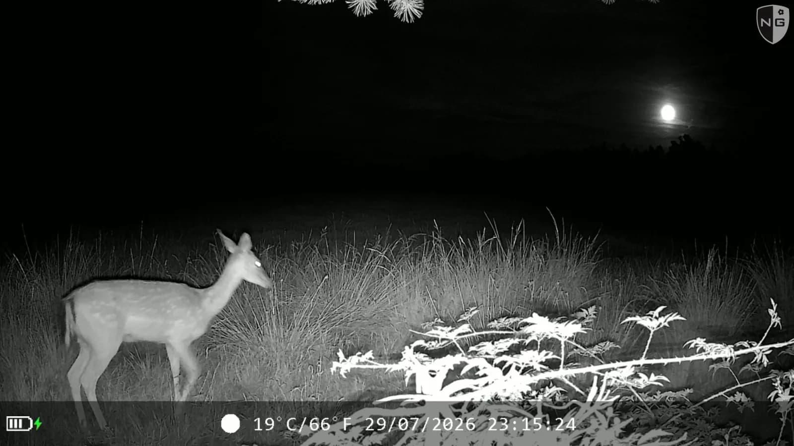 Fallow deer under a full moon at night, identified by Animal Detect
