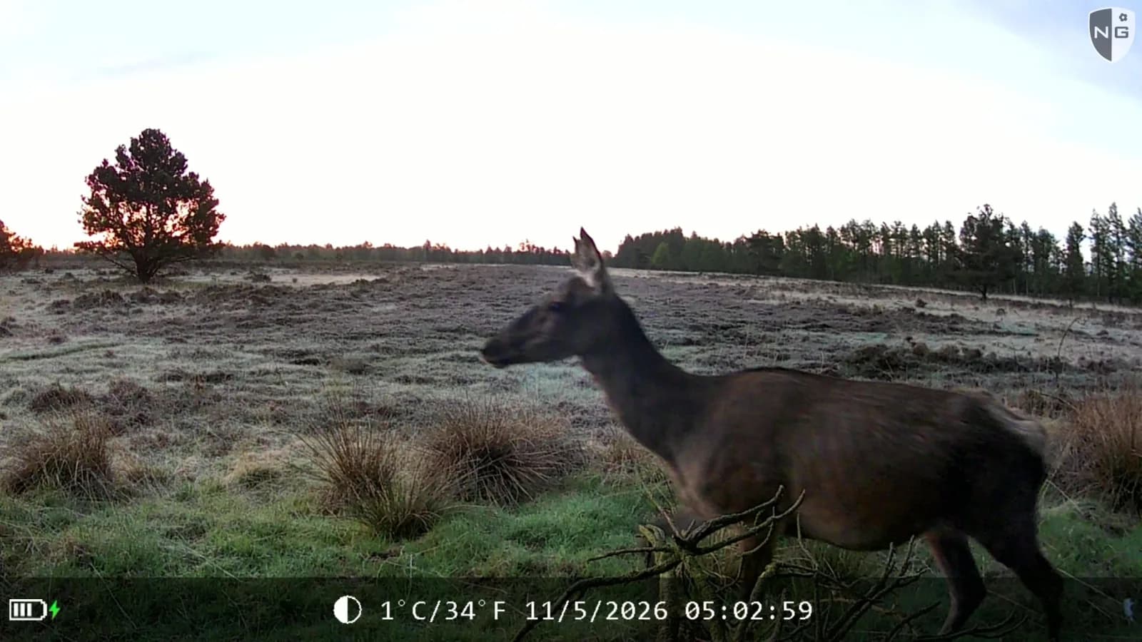 Red deer at dawn, identified by Animal Detect