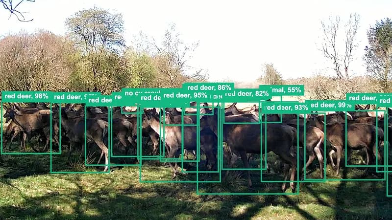Processed capture with detections: red deer, 99% confidence