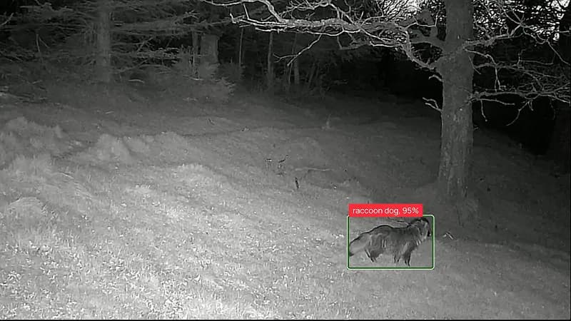 Raccoon dog crossing a clearing at night, identified by Animal Detect
