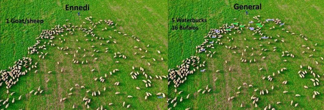animal_detect_blog_herdnet.jpg