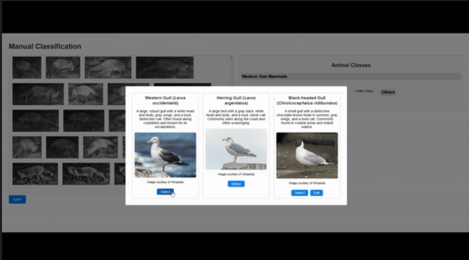 Large Language Model (LLM) example in wildlife context