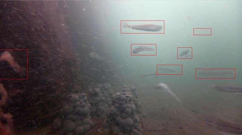animal_detect_blog_megafishdetector.jpg